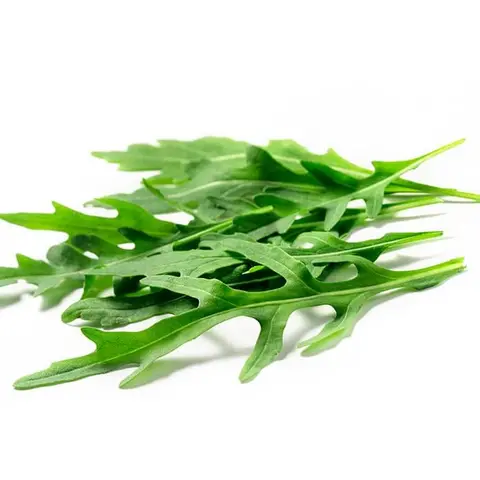 Rucola